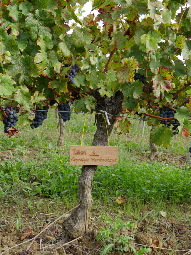 Виноградник на урожай